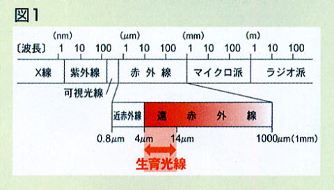 生育光線