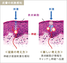 効果 テラヘルツ