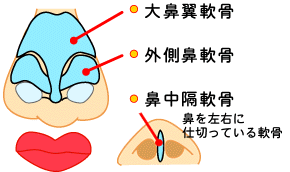 鼻の軟骨：大鼻翼軟骨・外側鼻軟骨・鼻中隔軟骨（鼻を左右に仕切っている軟骨）