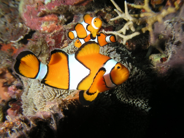 水中撮影ＷＰ－700防水ケース