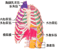 腹筋，背筋、ウェルネス、パワーブリーズ　