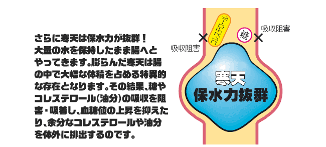 寒天は保水力が抜群！大量の水を保持したまま腸へとやってきます。膨らんだ寒天は腸の中で大幅な体積を占める特異的な存在となります。その結果、当夜コレステロール（油分）の吸収を阻止・吸着し、血糖値の上昇を抑えたり、余分なコレステロールや油分を体外に排出するのです。