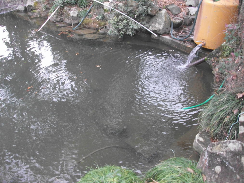 バイオ 洗浄 池の水 池 現状 納豆菌 これでは 水浄化はできなかった 