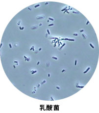 乳酸菌