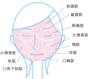 表情筋